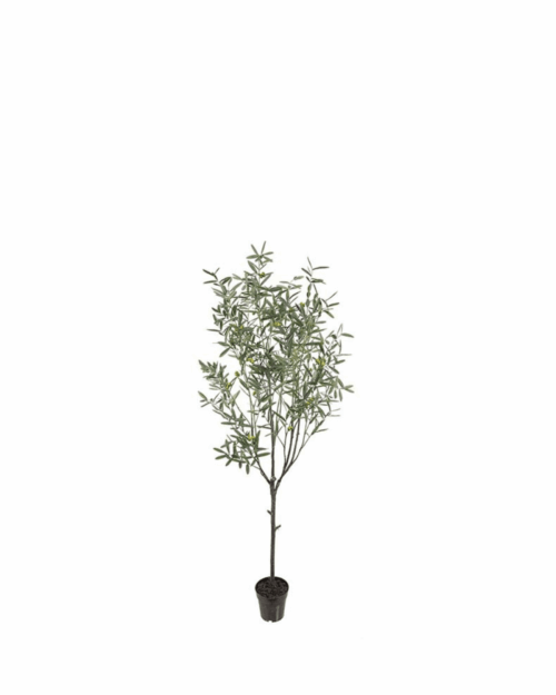 Oliv 200 cm i kruka
