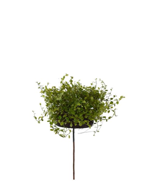 Muehlenbeckia 28 cm