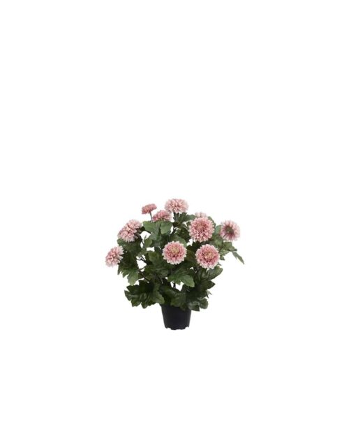 Chrysanthemum - Lila - 30 cm