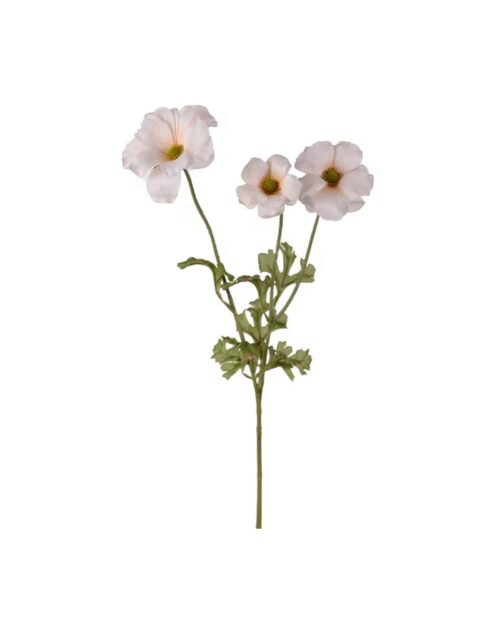 Fjärilsranuncel cream 54 cm
