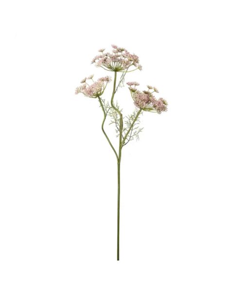 Vildmorot Rosa 80 cm